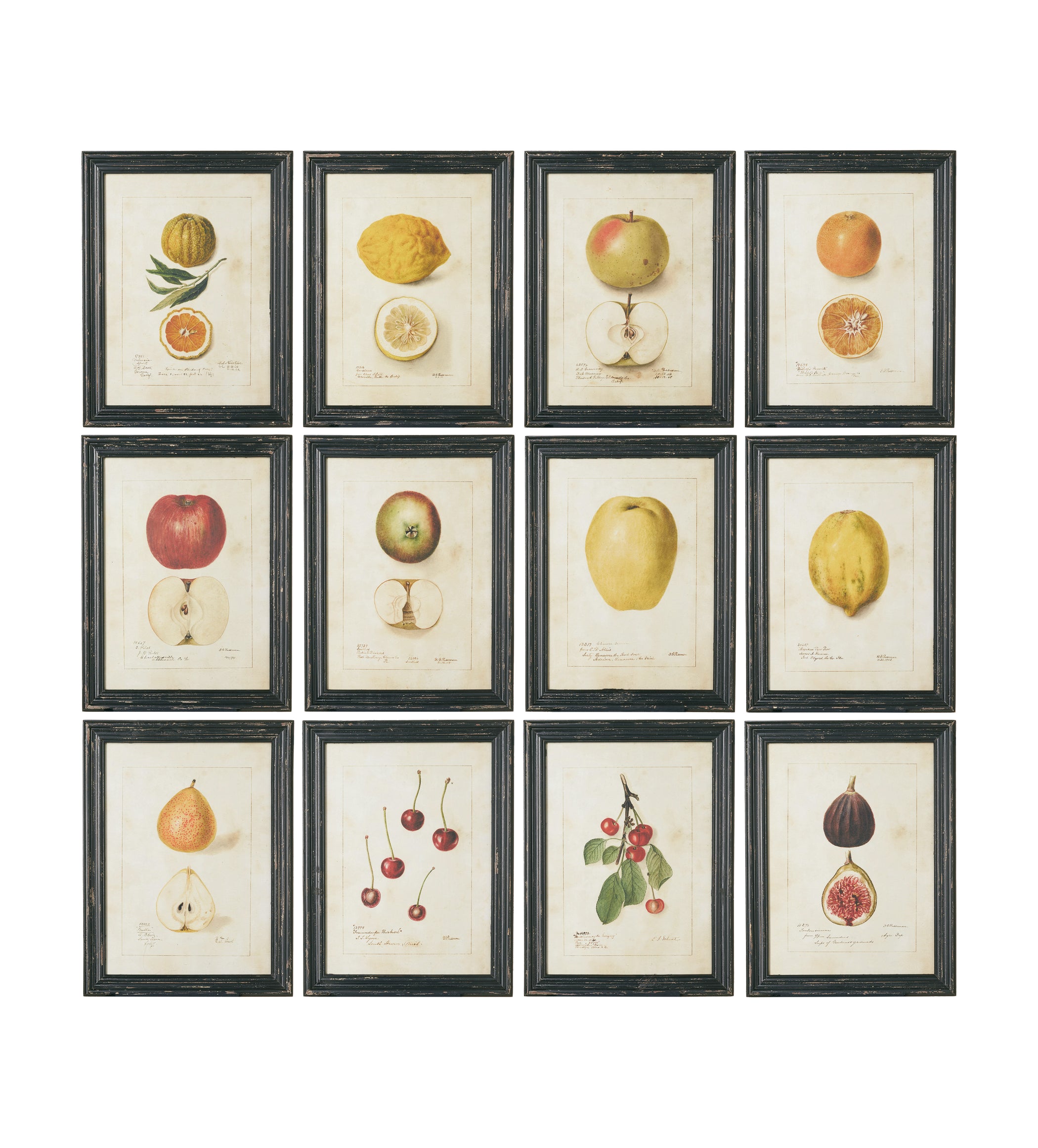 Anatomical Fruit Framed Prints - Set of Twelve - Black