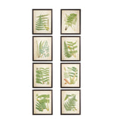 Framed Botanical Prints Ferns - Set of Eight - Multi